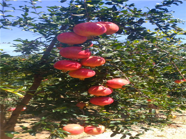 突尼斯軟籽石榴苗